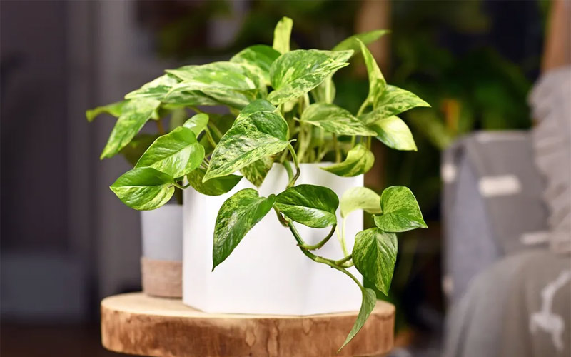 Cây cảnh - Quà tặng khai trương quán trà sữa Cây cảnh - Quà tặng khai trương quán trà sữa