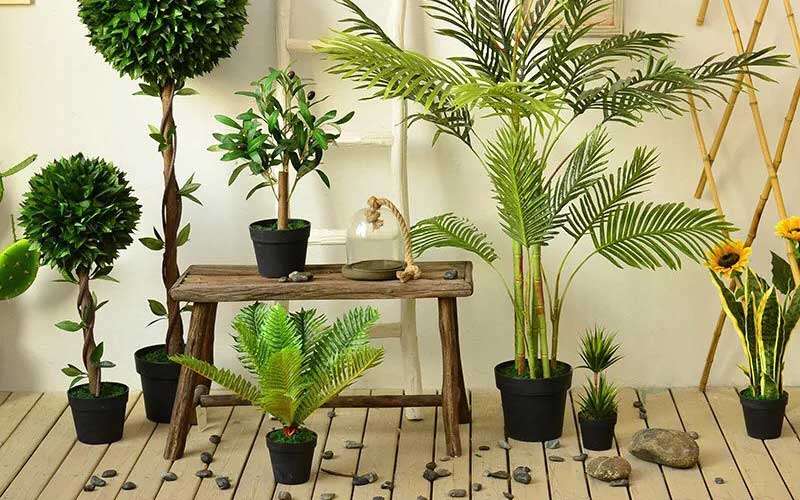 Cây xanh trang trí