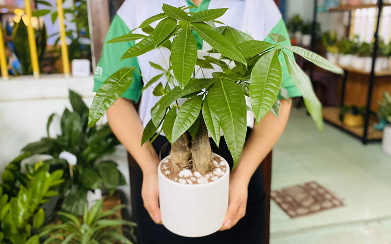 Cây cảnh phong thủy