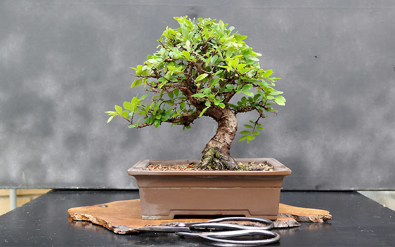 Cây bonsai mini